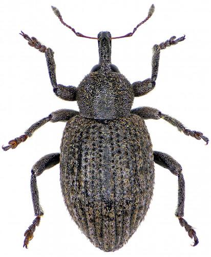 Réf. 194 671 : Hypera pandellei
